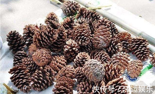 花盆里垫上5样东西,连营养土都不用买,植物不烂根花朵爆盆
