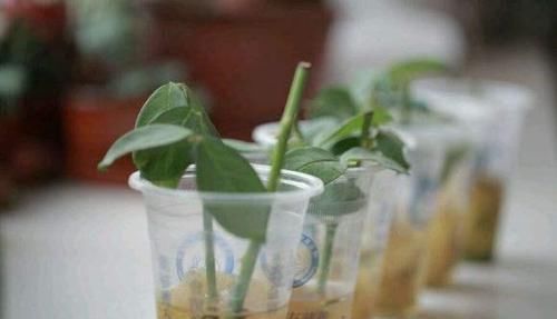  生根|月季花、三角梅掐根枝，埋进土里就生根，自己一盆能变好几盆