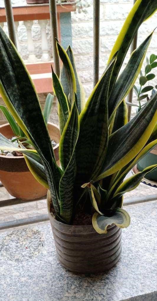 4种花就得种小花盆里,盆越大、越挤,花才能长得好!