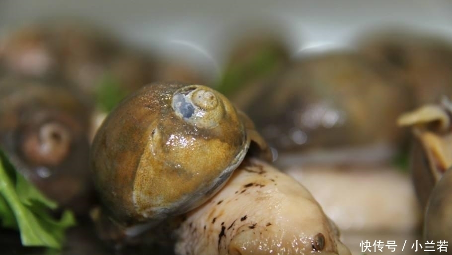 嫌弃|这种海鲜常被人嫌弃,一斤仅要3块钱没人买,却要比海参营养美味
