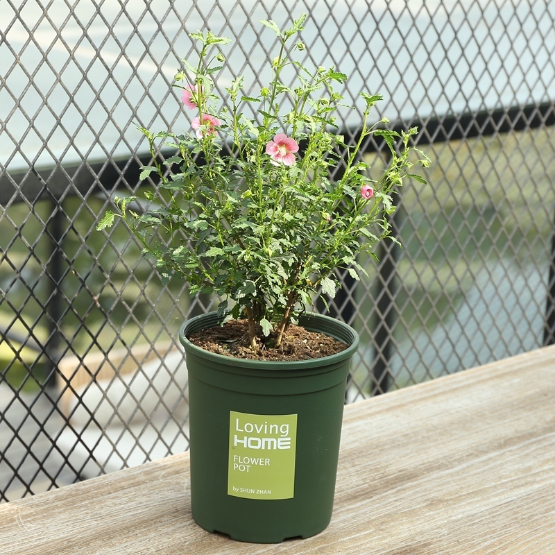 再三提醒不管在哪,要是看见到这种树苗,立马挖走种回家