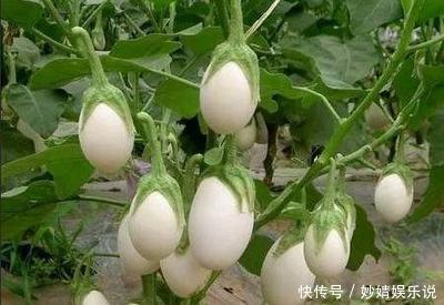 婆婆在阳台种“鸡蛋”,1盆能结“30个”,全家够吃,邻居太羡慕