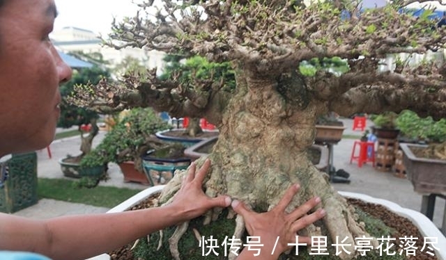 男子出售家中几代人培育的盆景树，要价153万希望找到好买家