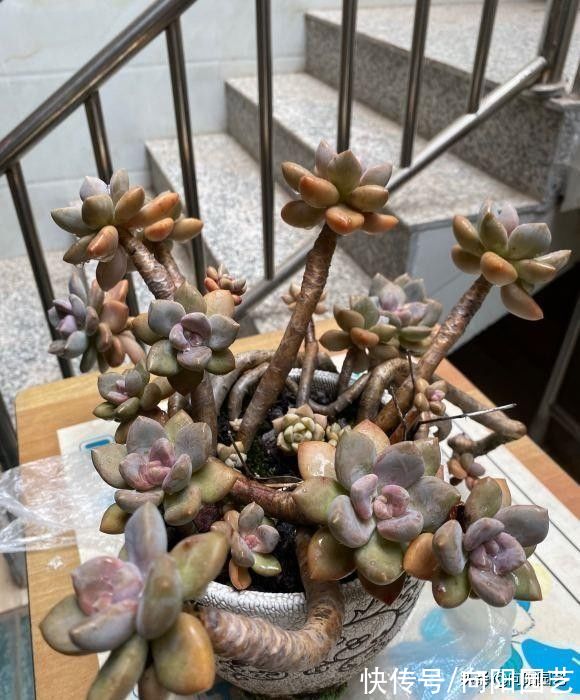 多肉|养多肉,选对品种,选对花盆,养起来更容易,事半功倍