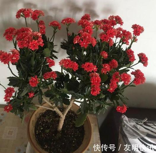 养分|盆栽养殖长寿花,花谢就修剪、施肥,等一个月又能催花了