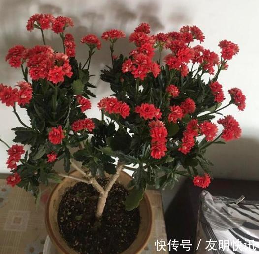 养分|盆栽养殖长寿花，花谢就修剪、施肥，等一个月又能催花了