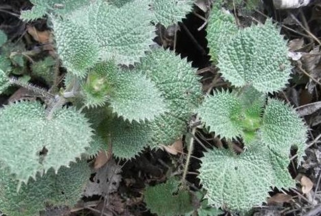 腺体|农村有一种草叫咬人草,跟活辣子一样,但是对风湿和高血压很管用