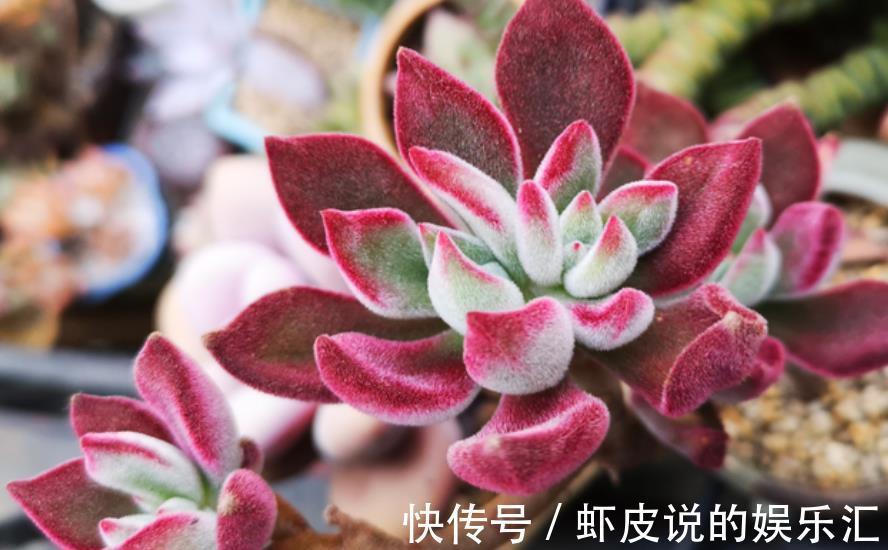 邻居养了盆红彤彤的多肉,自带绒毛可爱十足,相信你会喜欢的