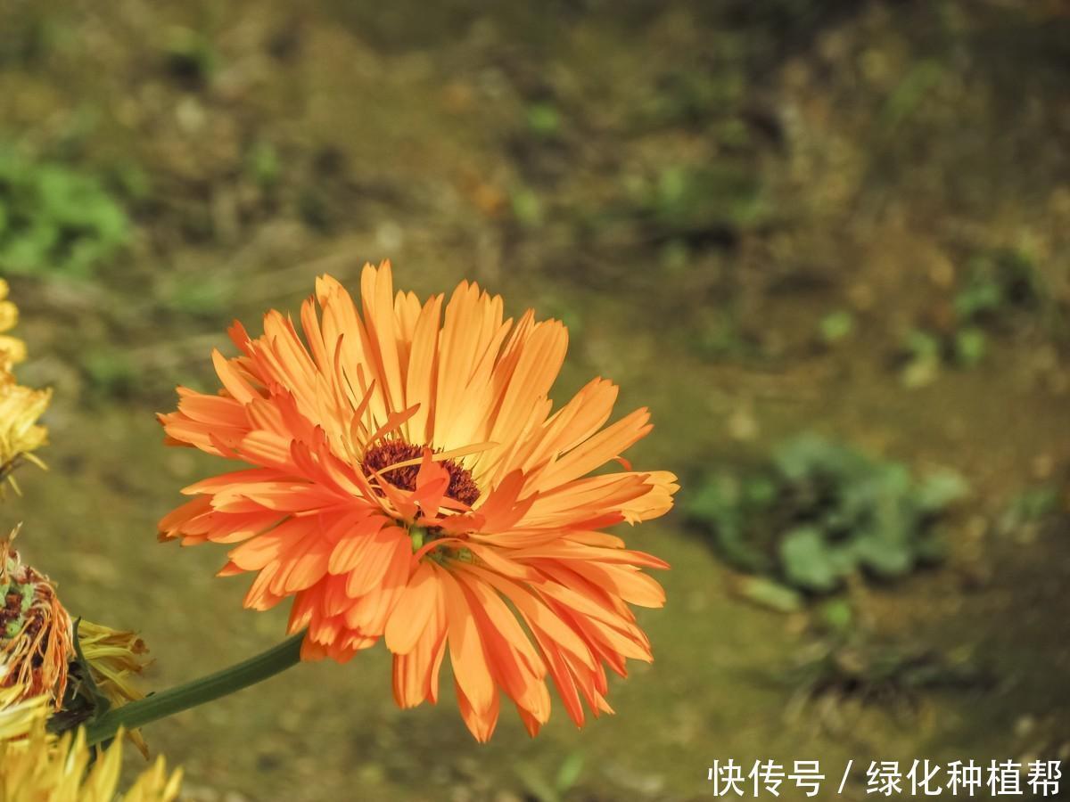 金盏菊，是一种药材，还是一种食材，更是赏花界一道靓丽的风景线