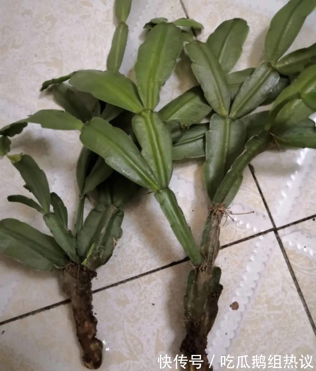 种花|9种花，夏天休眠了，一定少浇水，否则越浇越死