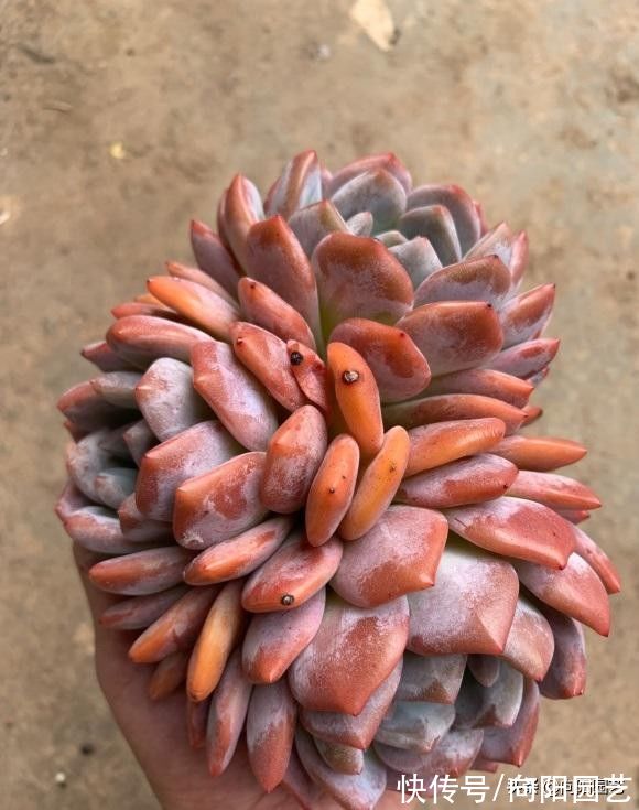 橙梦露怎么才能养大?全泥炭用大盆,放在室外露养,很快长大