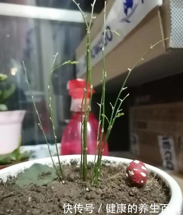 买的花总不活,秘密全在花盆里,搬起来看看才知道!