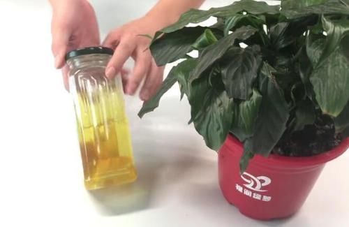 蚊香|花盆里滋生小虫子怎么办花卉市场老板教我一招，虫子不再有