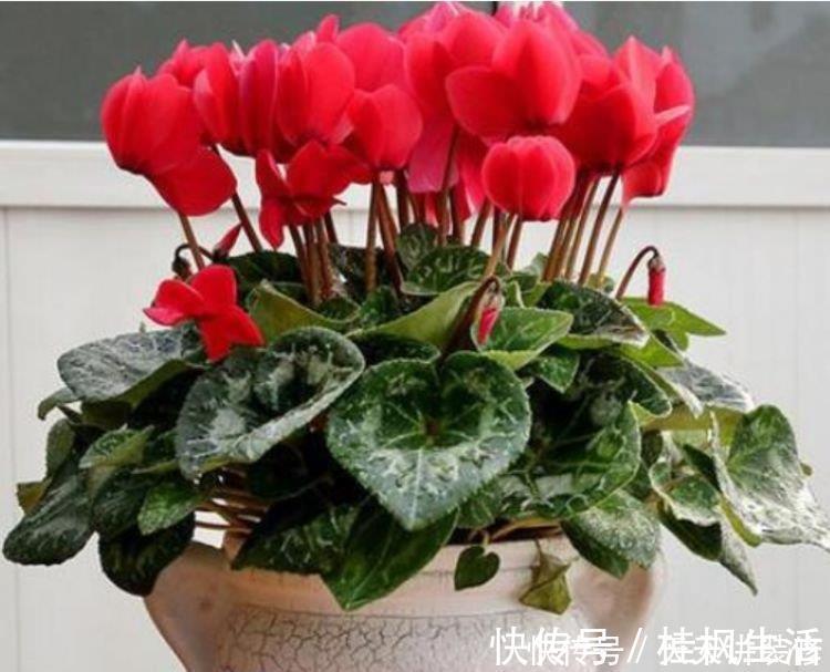 仙客来|自带“福运”的3种花,开花漂亮财运来,枝头窜满花苞,美