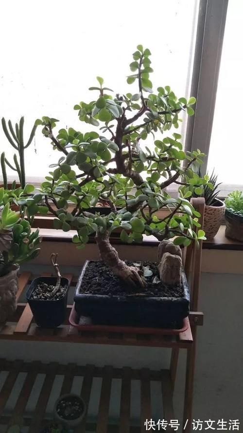 虎尾兰|客厅适合养的5种“耐旱花”,1个月不用浇水,反而爆盆!