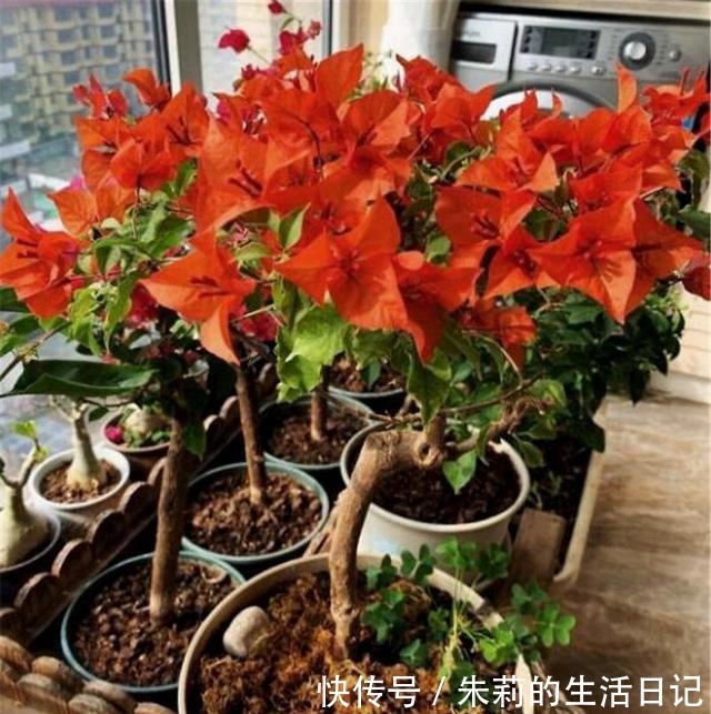 三角梅还没开花春天用3个妙招，让它花儿朵朵冒！