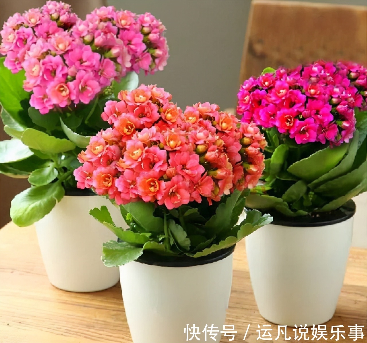 10种健康花,适合养客厅,吉祥有品味,关键个个都是净化高手