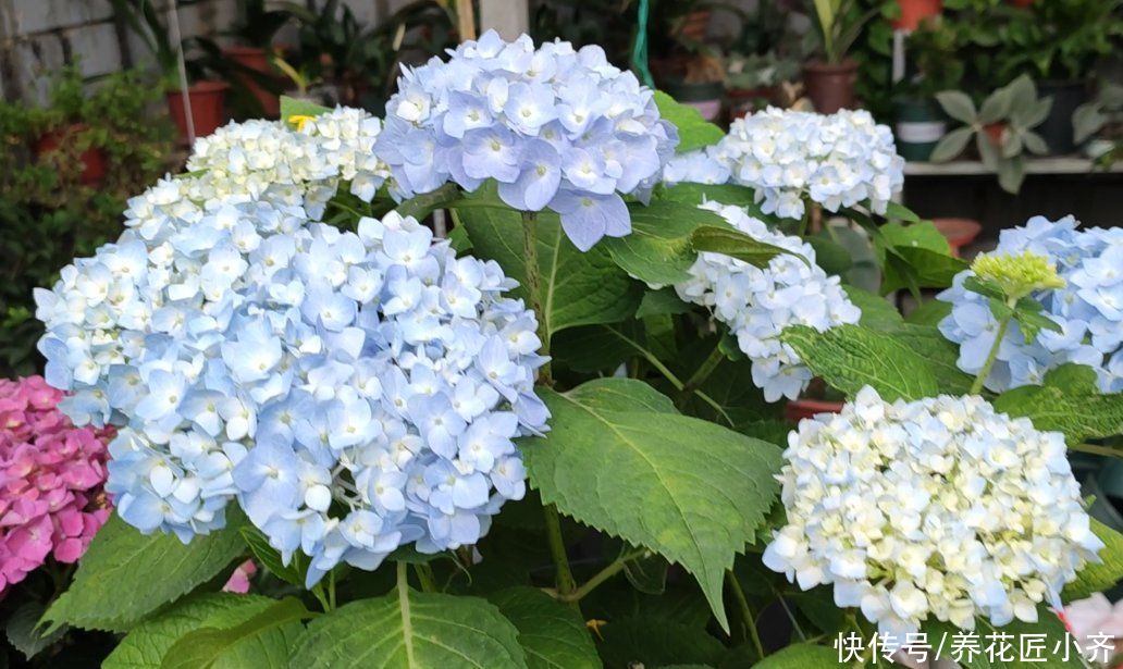 生根|5月可以扦插四种花，只要温度高，见土就生根