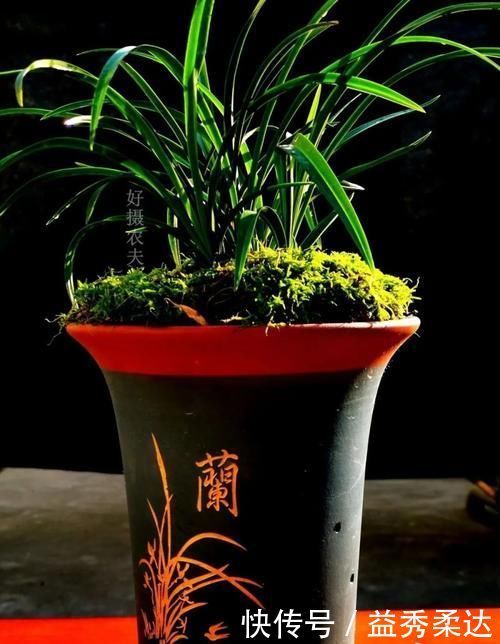 兰花叶子枯萎怎么办？教你5个妙招，新手兰友一定要知道