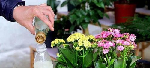 用20年的养花经验告诉你：做到此5点，盆栽植物再不会出问题