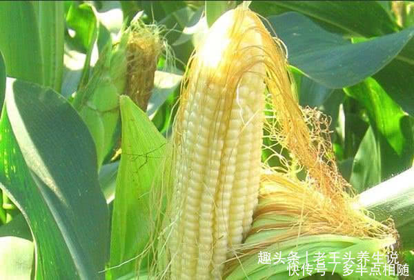 身体|常见此食物,大多数人不知作用,此食物对身体的好处