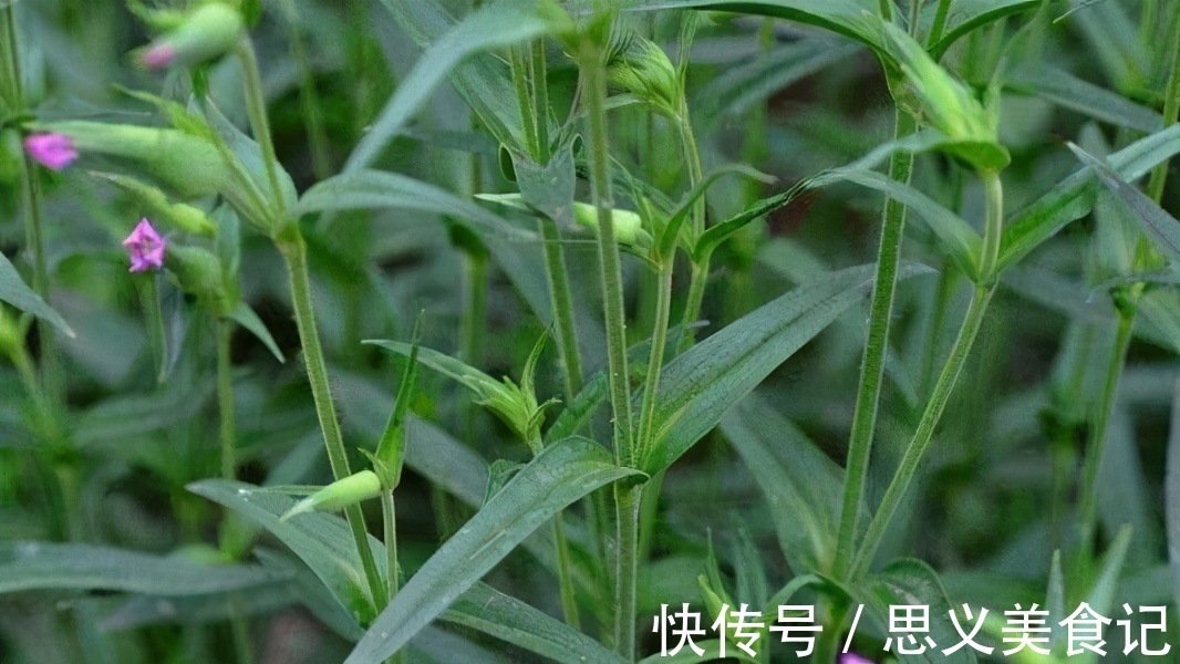 小麦|农村这种野草,其价值珍贵,治疗痰、咳嗽、尿血和月经不调