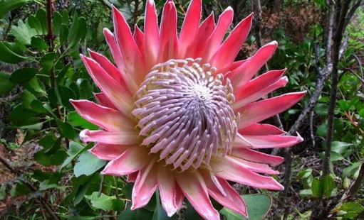 养盆高贵优雅的帝王花，养护注意以下3点，开花不断，观赏性很高