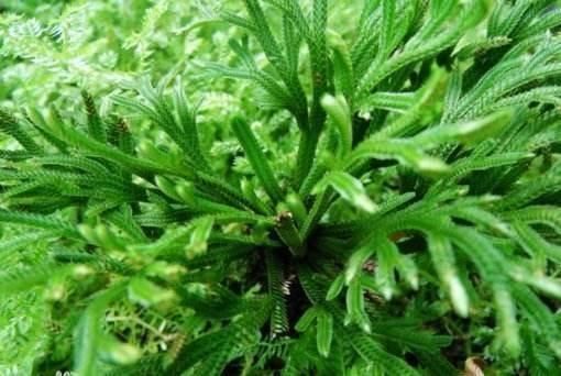 野外碰见这种“草”,挖回家做盆景,人称“还魂草”很值钱