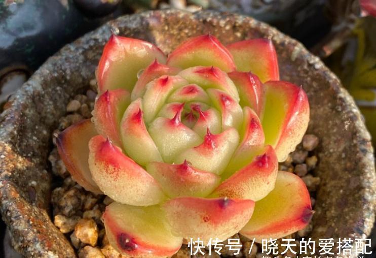 蓝姬莲|有6种水别用来浇多肉,后果要么是盆土板结,要么多肉直接挂掉