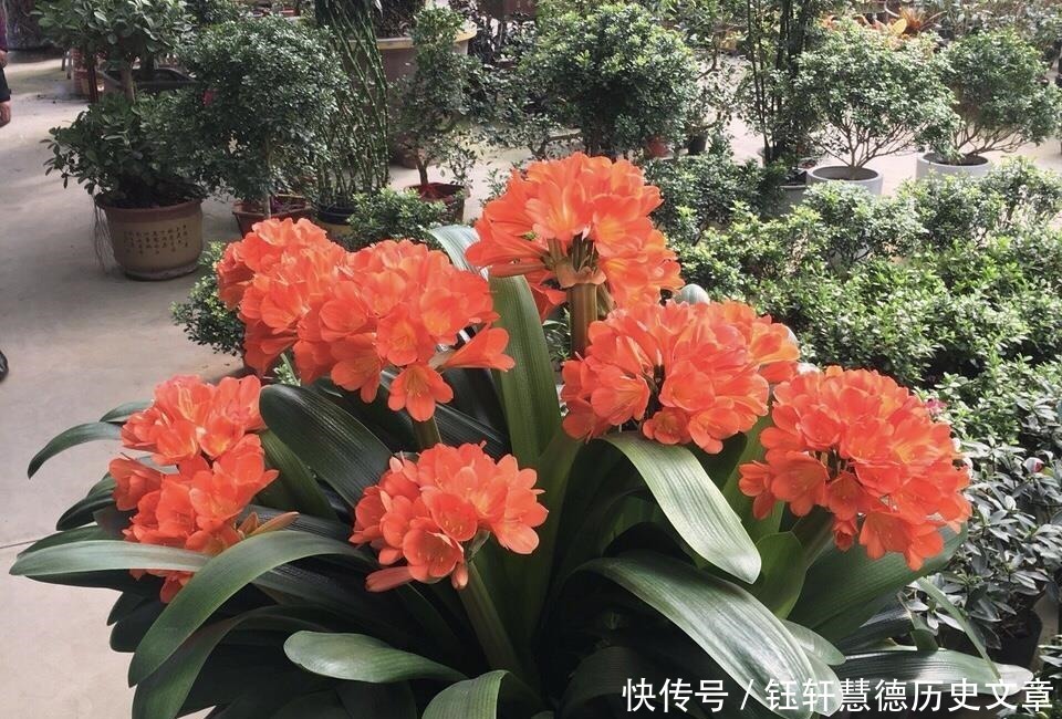 泥土|户外挖“2种土”养花，君子兰长得像“大白菜”，茉莉花“爆盆”