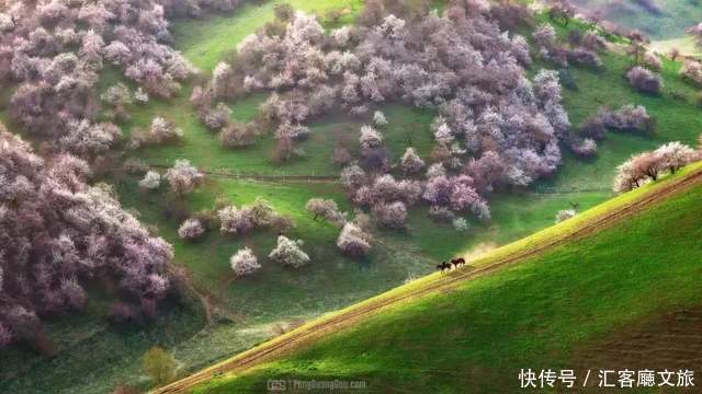 老年|在新疆伊犁杏花香雪里，等待杏花微雨中遇见你，从此一眼千年