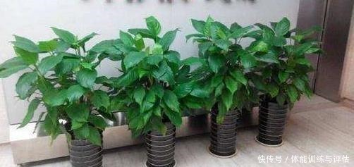 这3种花生活中很常见,好看而暗藏“杀机”,切记不要在室内养!