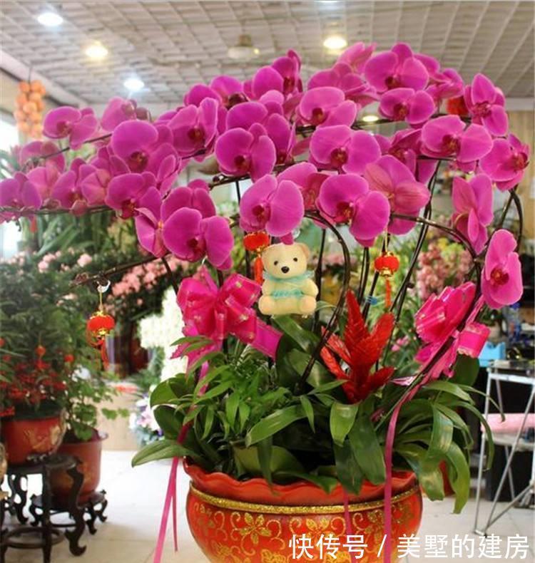 盆栽|蝴蝶兰怎么养,盆栽蝴蝶兰的养殖方法与注意事项你看了吗