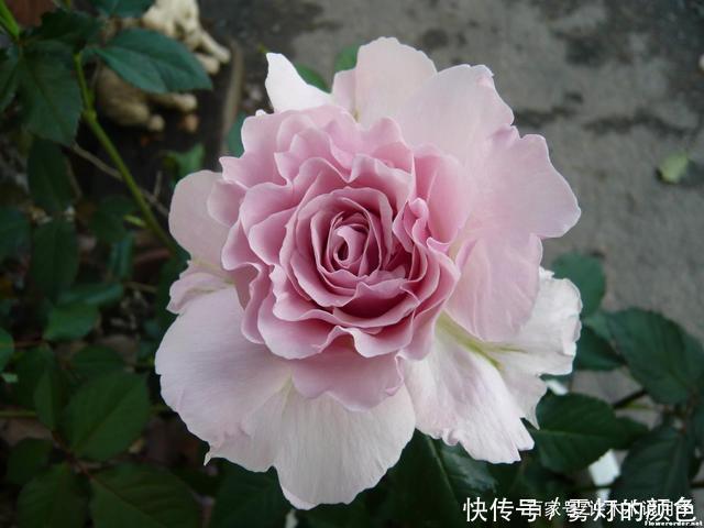 20款古老月季。数百年唯美传承，个个经典又抗病。远胜现代月季