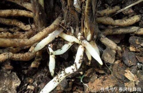 黄豆肥|君子兰离不开2种水,1年换着浇,冒白根、开花多