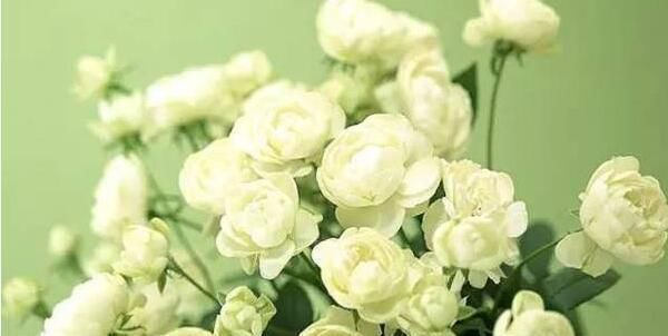 盆栽|盆栽茉莉花,养护注意这3点,花开一茬接一茬