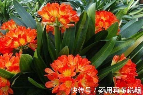 盆栽|盆栽君子兰黄叶倒点它,瞬间叶子油亮像打了蜡,轻轻松松就爆盆