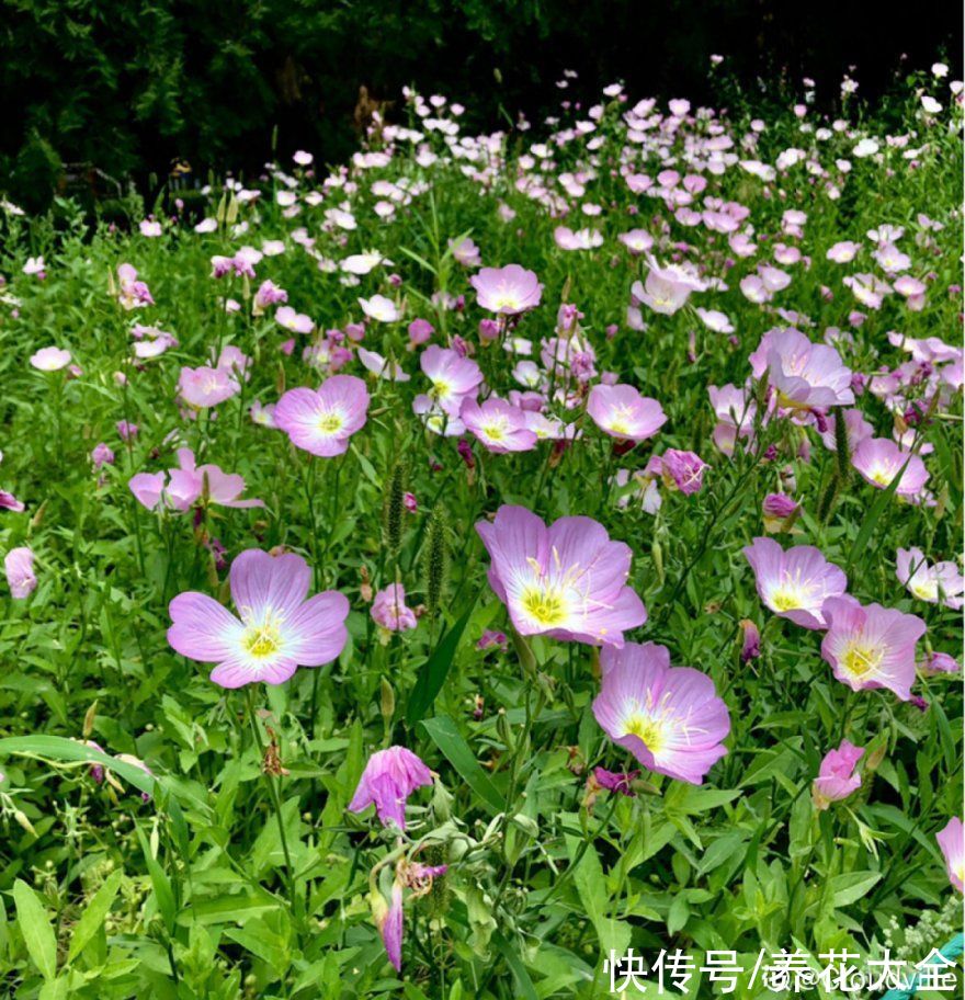 50种花春天播种,长满小院子,能开一整年