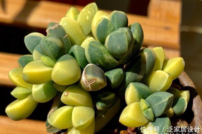 养护|多肉黄金鹿角海棠就是鹿角海棠锦,但假的特别多,分不清就会被坑