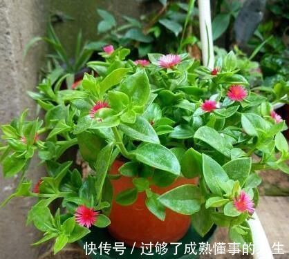 养花就用一种果皮，直接扔盆里，新芽蹭蹭冒，你知道是什么果皮吗