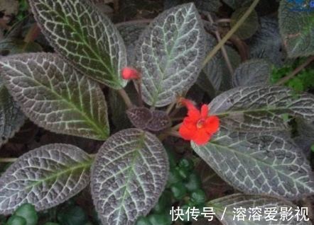 喜欢养玫瑰,不如养“高档玫瑰”黑魔术玫瑰,色彩深红,花型大气