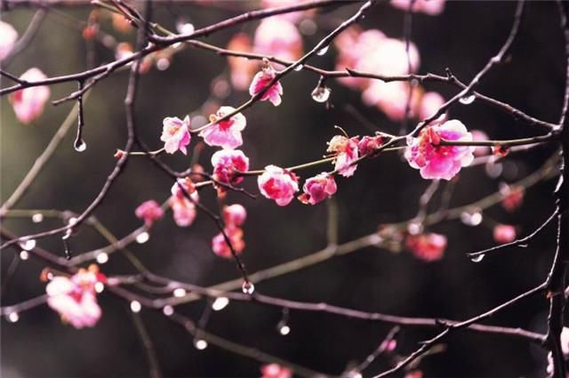  赏读邵雍梅花诗五首：数点梅花天地春，忽逢甲子又兴元