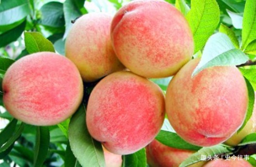 毒素|想长寿先排毒,多吃的食物,润肠通便,排出毒素,轻松甩掉肚腩