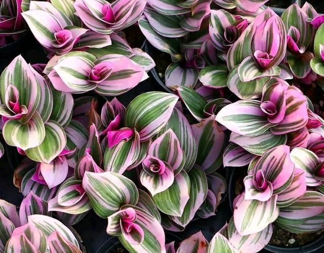 爱花就养一盆“网红吊兰”,叶片自带甜蜜梦幻,比吊兰大气上档次