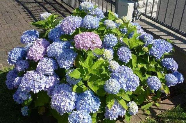 养绣球“修剪”要做对，花期必开花，花开几百朵，变成“大花球”