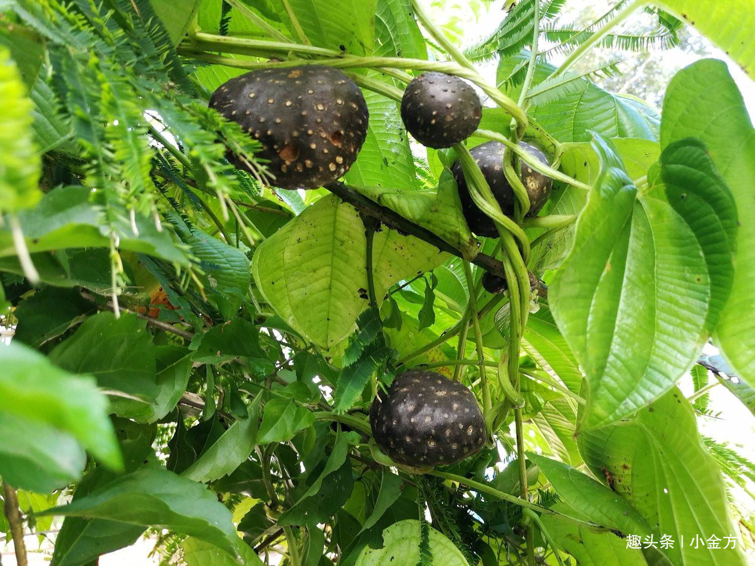 古方|一个食疗古方，补脾、健脾、醒脾，全面恢复脾胃功能！