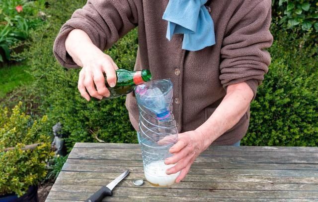 只用|立秋后养绿萝,别只用“清水”,加点它,叶子油绿,一蹿2米长