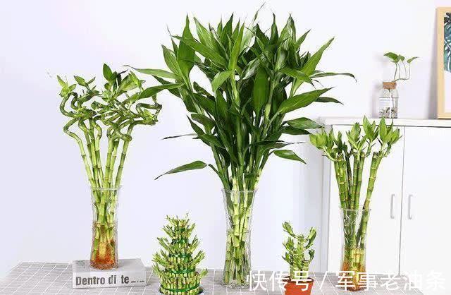 琴叶榕|6种能养人的花,越养越有“好运气”,建议养一盆