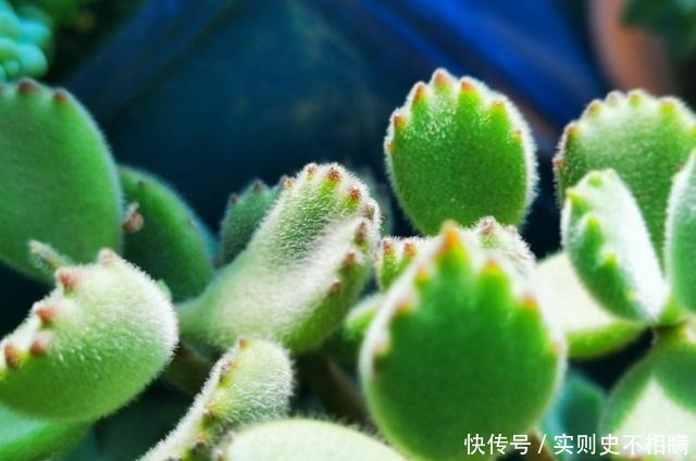 爱之蔓|你红尖尖,我红边边