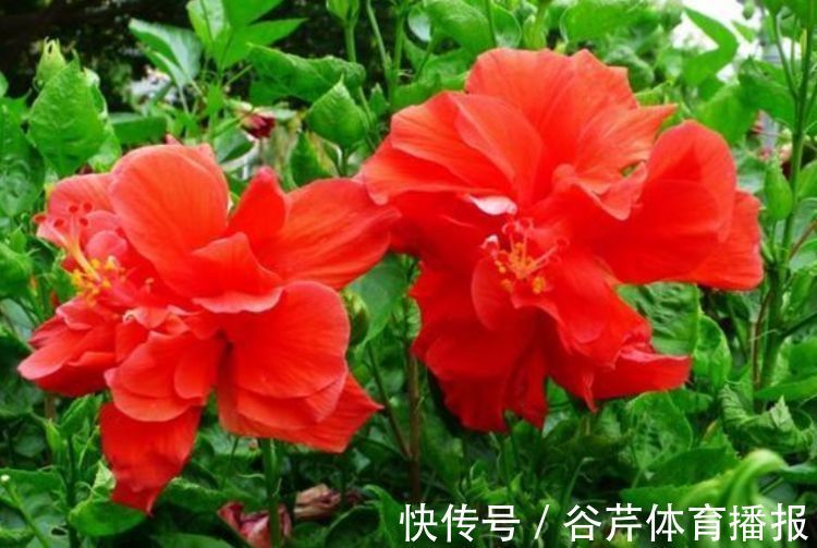 散光|4种花养家里，耐旱又耐晒，花开就爆盆，漂亮又好养！